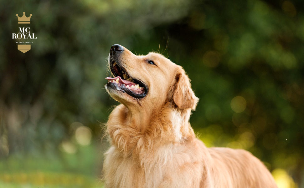 Zeckenhalsband für Hunde