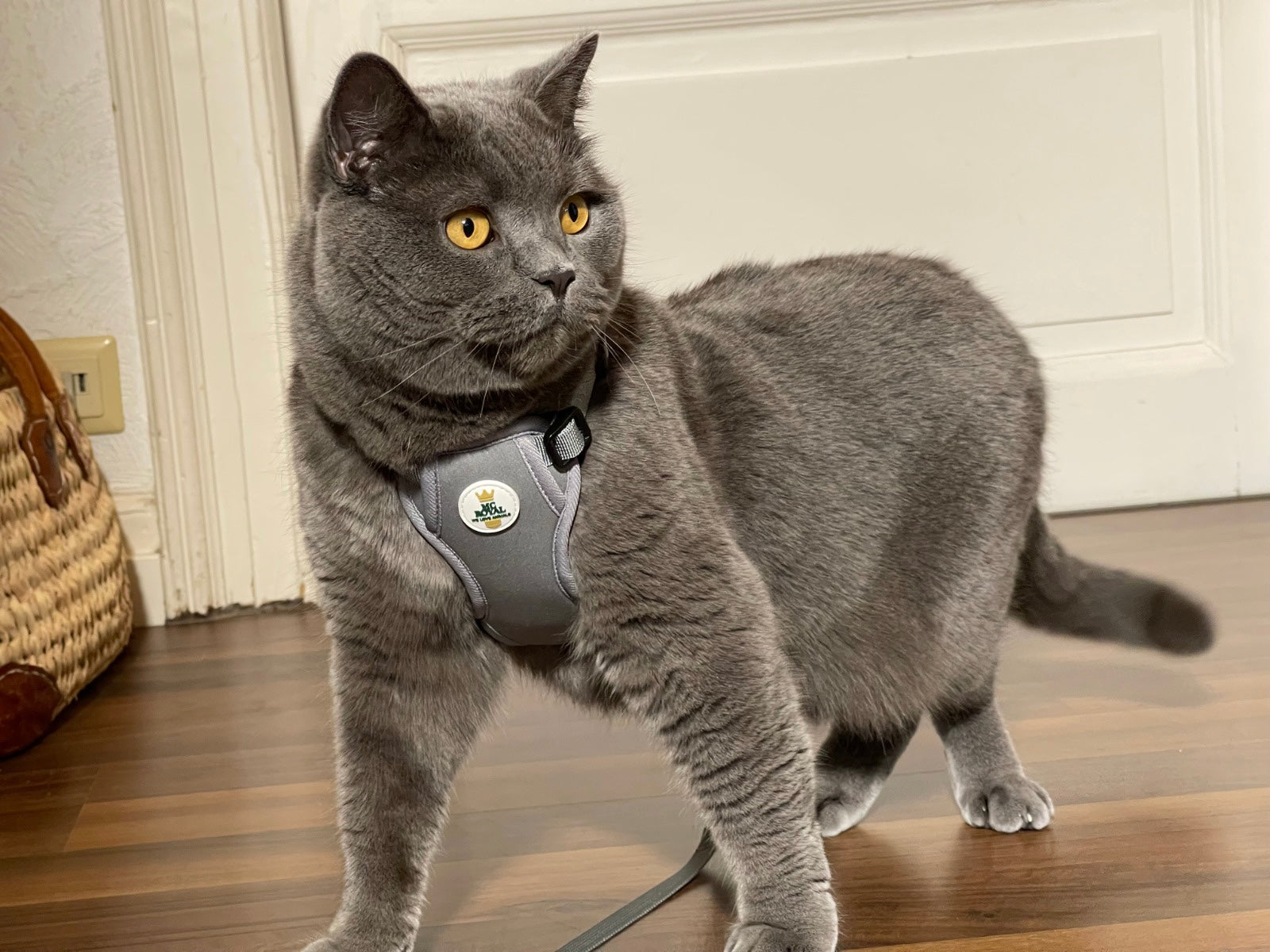 Katzengeschirr mit Katzenleine von MC-Royal - warum macht ein Katzengeschirr sinn!