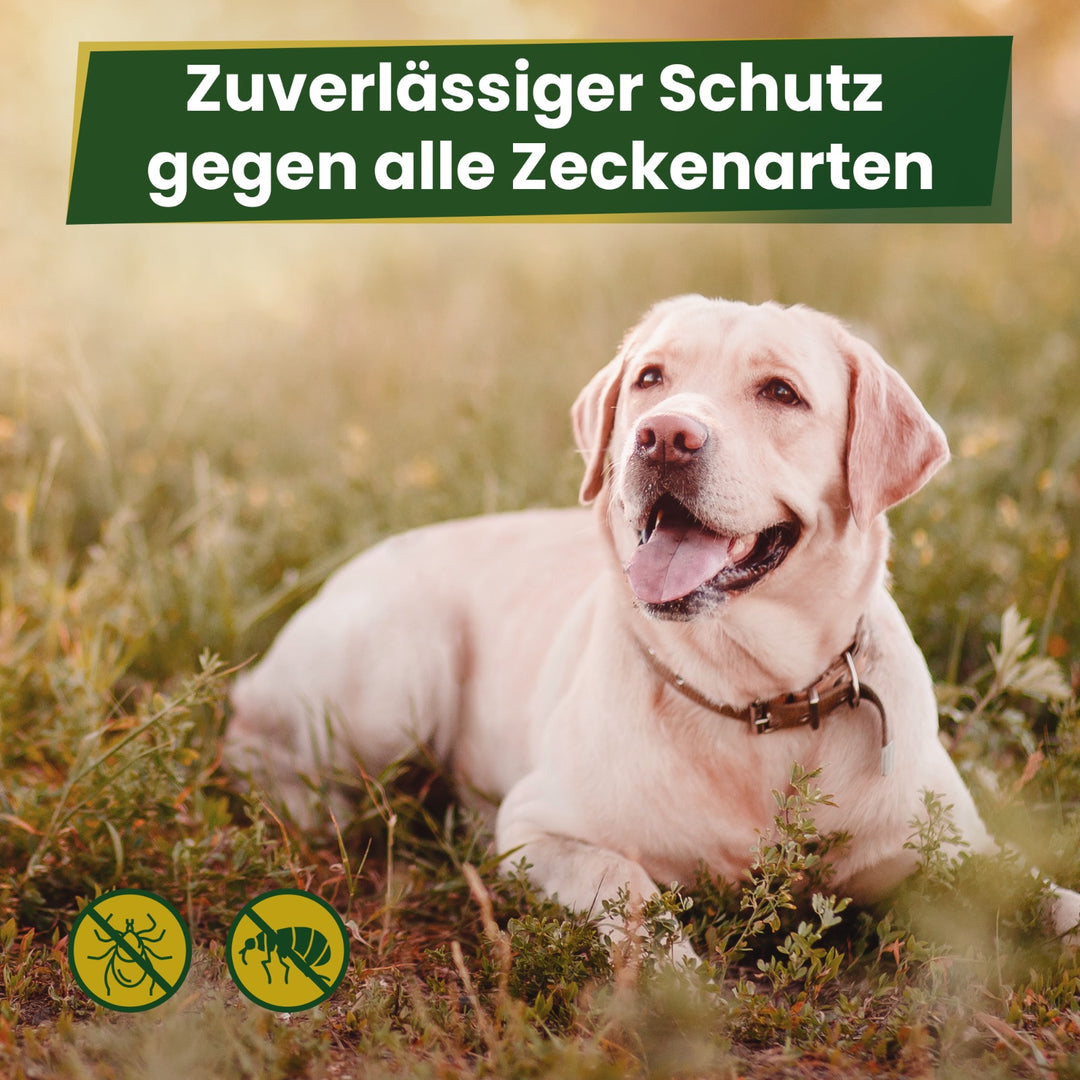 MC-Royal® Kautablette für Hunde gegen Zecken & Flöhe